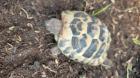 Griechische Landschildkröte