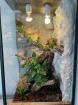 Terrarium 50x50x100 mit Besatz 2x Goldgecko Pärchen 1x Tokay